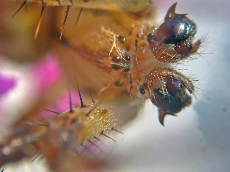 Araneus quadratus